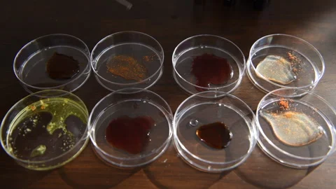 Petri dishes. Stock Footage 318515831