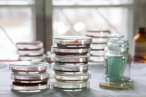 Petri dishes in a lab Foto stock