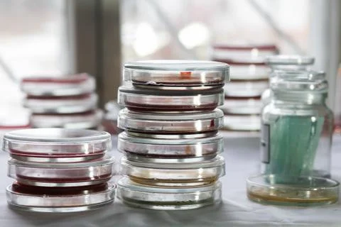 Petri dishes in a lab Stock Photos
