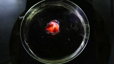 Petrie Dish liquid experiment Stock Illustration