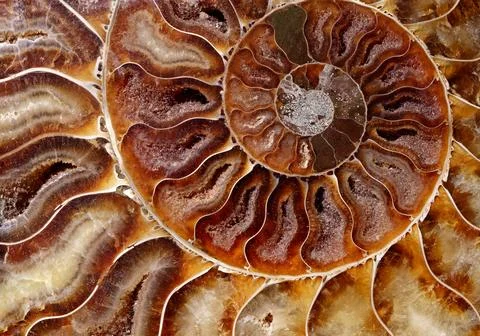Petrified ammonite shell spiral pattern Foto stock