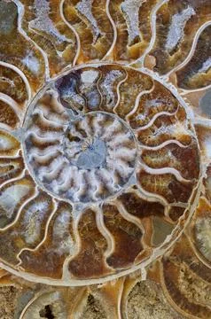 Petrified ammonite shell spiral pattern Stock Photos