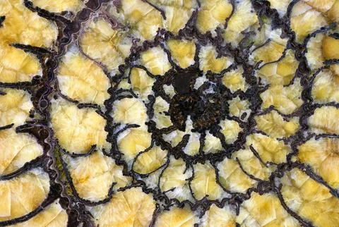 Petrified ammonite shell spiral pattern Stock Photos