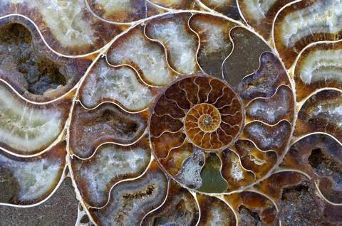 Petrified ammonite shell spiral pattern Stock Photos