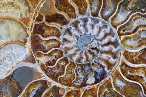 Petrified ammonite shell spiral pattern Stock Photos