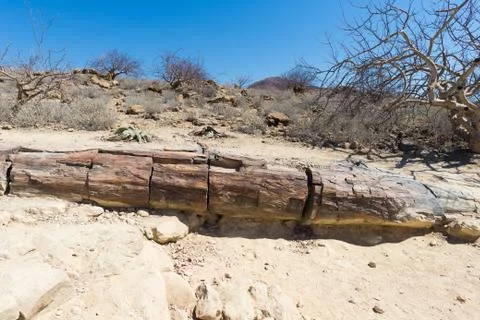Petrified and mineralized tree trunk in the famous Petrified Forest National  Stock Photos