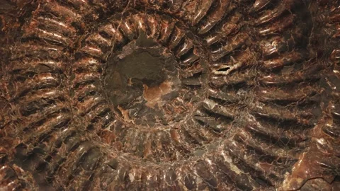 Petrified extinct ammonite fossil shell remains Video stock 146277309