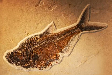 Petrified fish Stock Photos