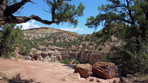 Petrified forest cliff trees Stock Footage 281512881