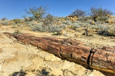 Petrified Forest, Namibia Stock-Fotos
