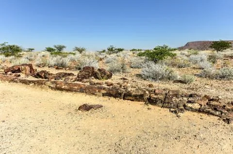 Petrified Forest, Namibia Stock Photos