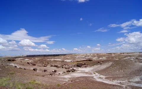 Petrified forest Stock Photos