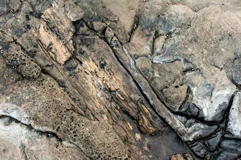 Petrified forest Stock Photos