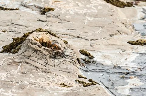 Petrified forest Foto stock