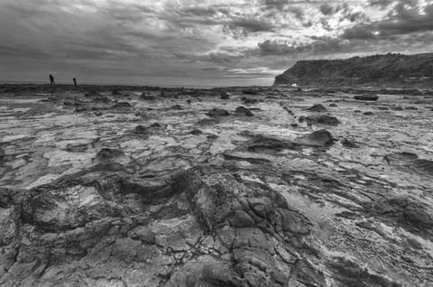 Petrified forest Foto stock