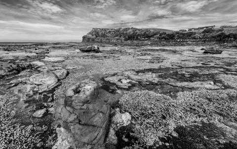 Petrified forest Foto stock