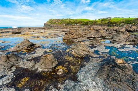 Petrified forest Foto stock