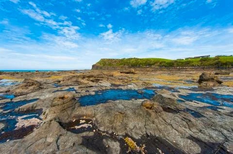 Petrified forest Stock Photos
