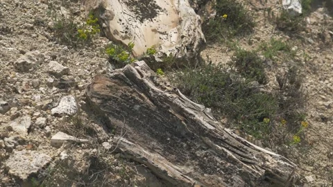 Petrified forest preserves fossilized trunks - Fossil Geology and Ancient Flora Stock Footage 339811154