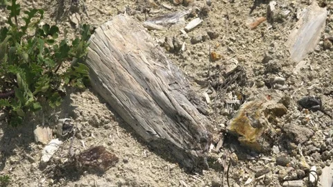 Petrified forest preserves fossilized trunks - Fossil Geology and Earth Science Stock Footage 339811155