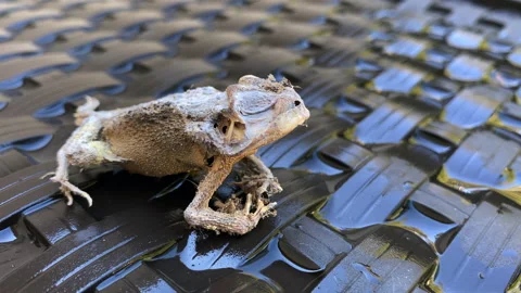 Petrified frog close up with decayed body on brown weaved chair, eyes 스톡 동영상 231220147