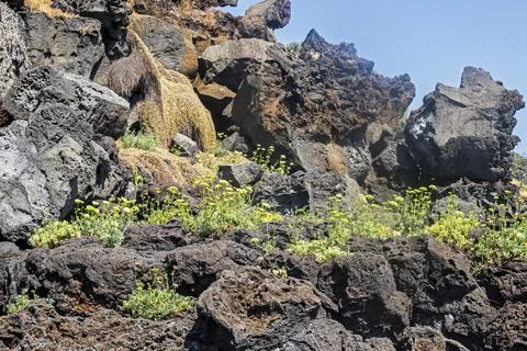Petrified lava flows of rock with small yellow flowers Stock Photos