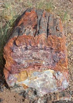Petrified Log 2 Stock Photos