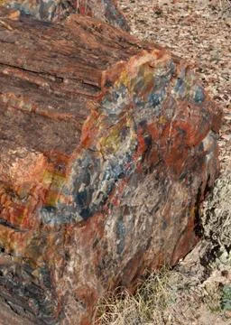 Petrified Log Stock Photos