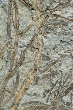 Petrified plant imprint on stone Stock Photos
