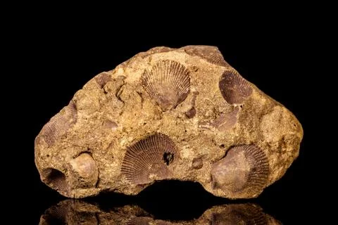 Petrified seashell or shell fossil on a sand stone in front of black backgrou Stock Photos