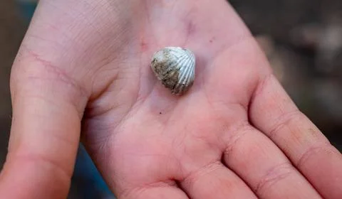 A petrified shell found in the mountains, in a child's hand Stock Photos