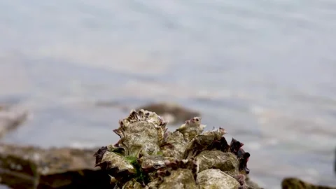 Petrified shells on the seashore. The movement of waves in the background Stock Footage 241665000