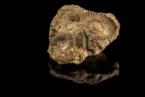 Petrified snails on a black reflecting ground Stock Photos