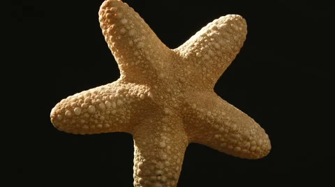 Petrified starfish Stock Footage 1045179
