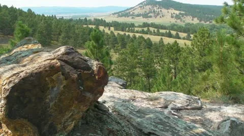 Petrified Stump Video stock 11804694