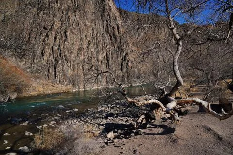 A petrified tree. Charyn Canyon Stockfoto's