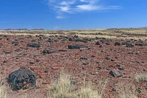 Petrified Tree Debris on a Desert Plain Stockfoto's