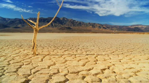 Petrified Tree in Environmental Wilderness Stock Footage 625066