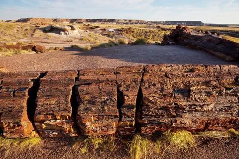 Petrified tree Petrified ancient tree in the Petrified Forest National Par... Stock Photos