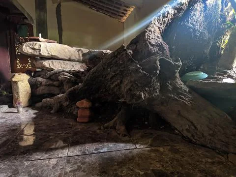 Petrified tree Stock Photos