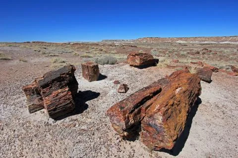 Petrified tree trunks in Petrified Forest National Park, USA Stock Photos