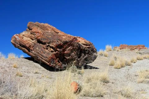 Petrified tree trunks in Petrified Forest National Park, USA Stock Photos