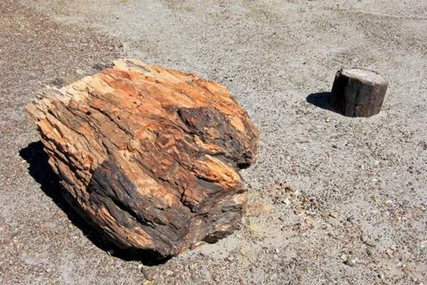 Petrified tree trunks in Petrified Forest National Park, USA Stock Photos