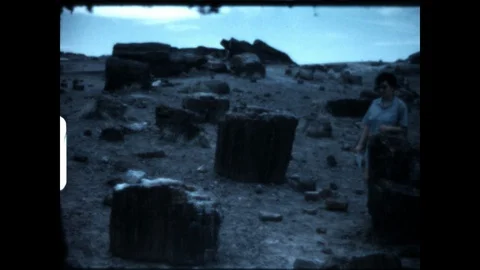 Petrified Trees 1970 Stock Footage 128796035