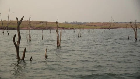 Petrified trees Stock Footage 278979775