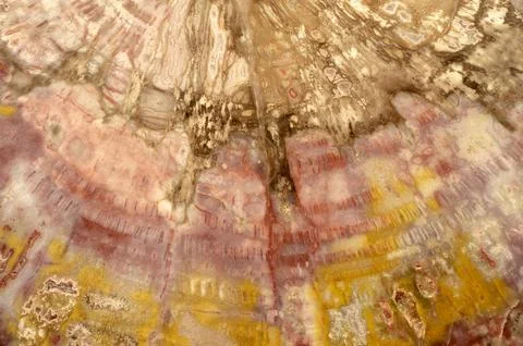 Petrified wood abstract pattern Stock Photos