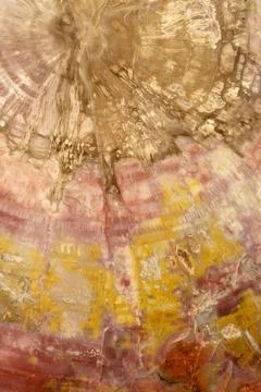 Petrified wood abstract pattern Stock Photos