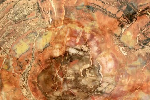 Petrified wood abstract pattern Stock Photos