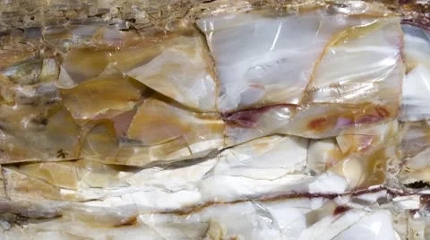 Petrified wood Видео 52350901