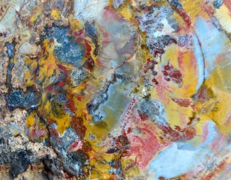 Petrified wood texture Stock Photos